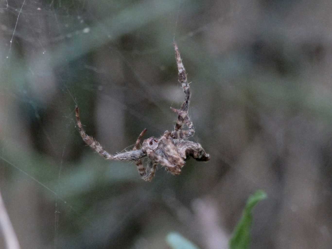 Cyrtophora citricola: fine del ciclo vitale - Ostia (RM)